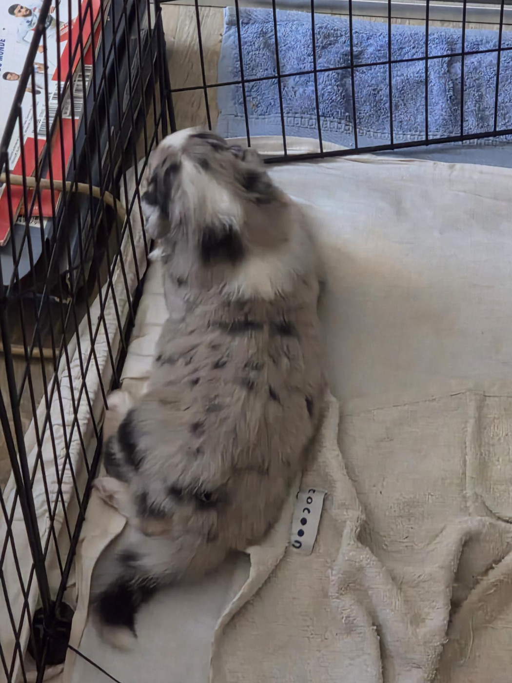 Laurent Tanghe - Chiots disponibles - Berger Australien