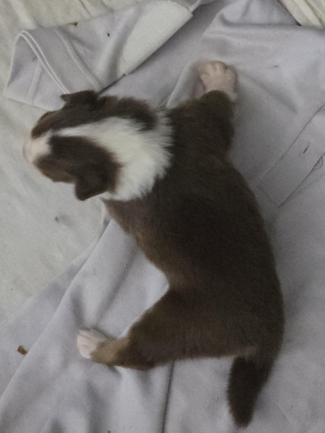 Laurent Tanghe - Chiots disponibles - Berger Australien