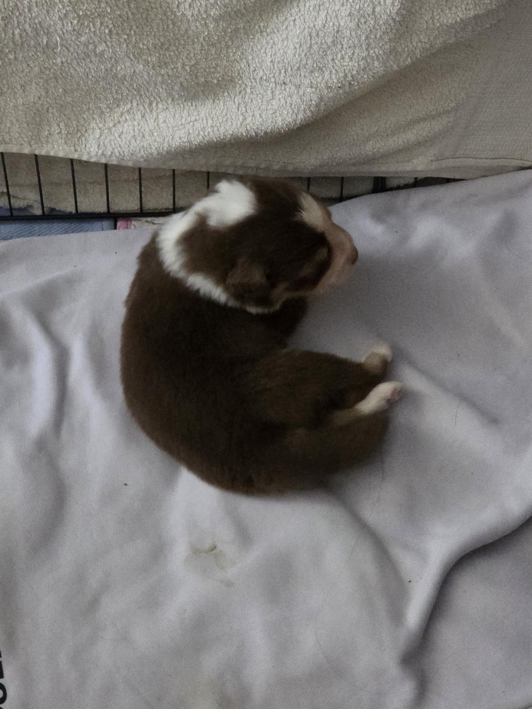 Laurent Tanghe - Chiots disponibles - Berger Australien