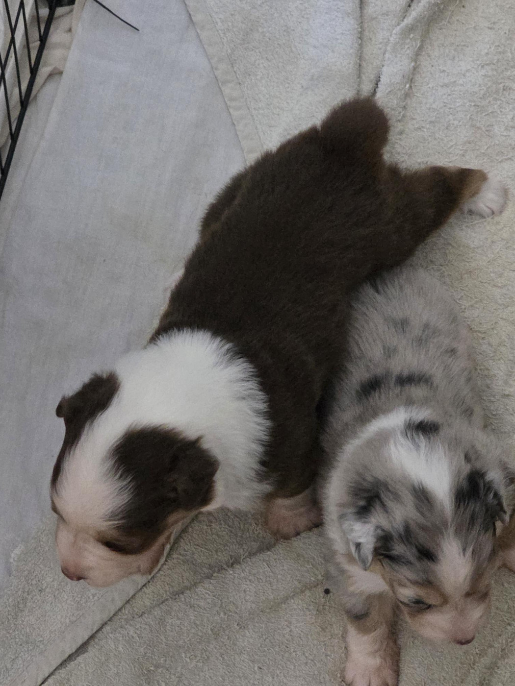 Laurent Tanghe - Chiots disponibles - Berger Australien