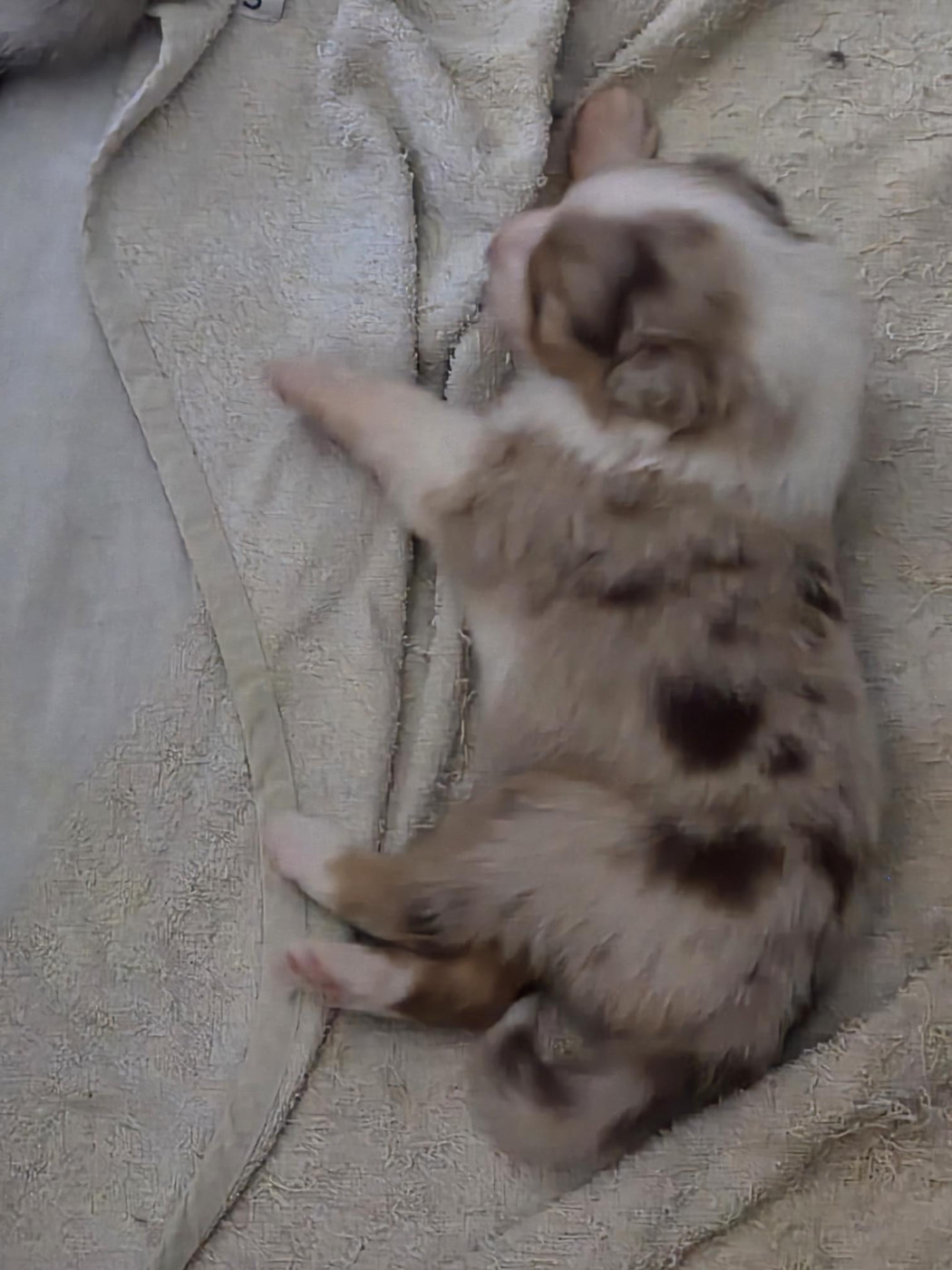 Laurent Tanghe - Chiots disponibles - Berger Australien