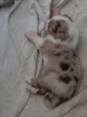 brownie